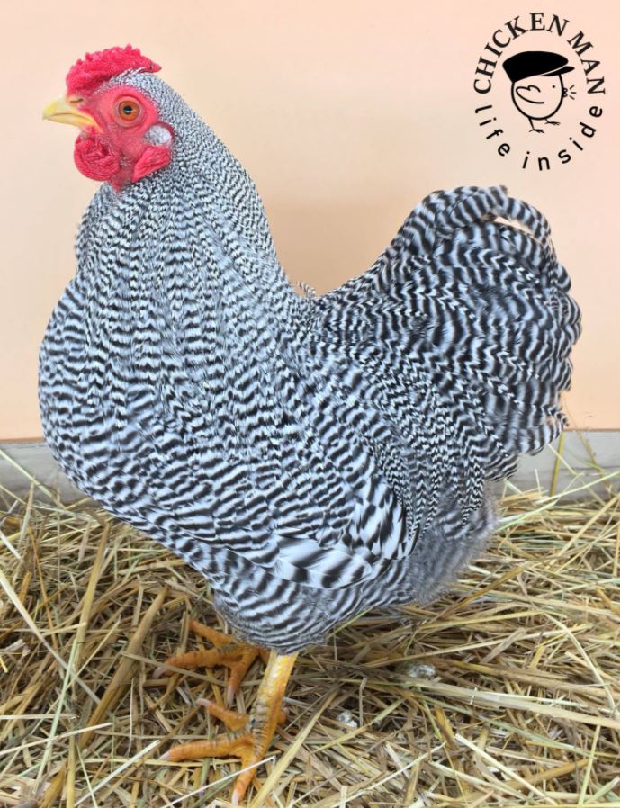 Poule d'ornement Poule Chicken Man